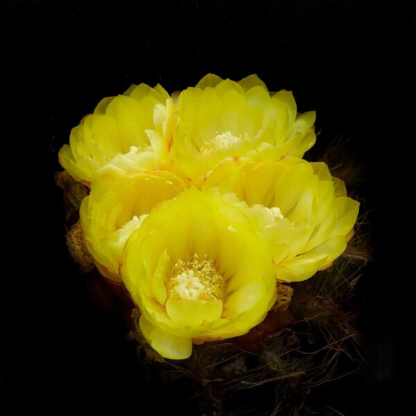 BOTANICA-1-