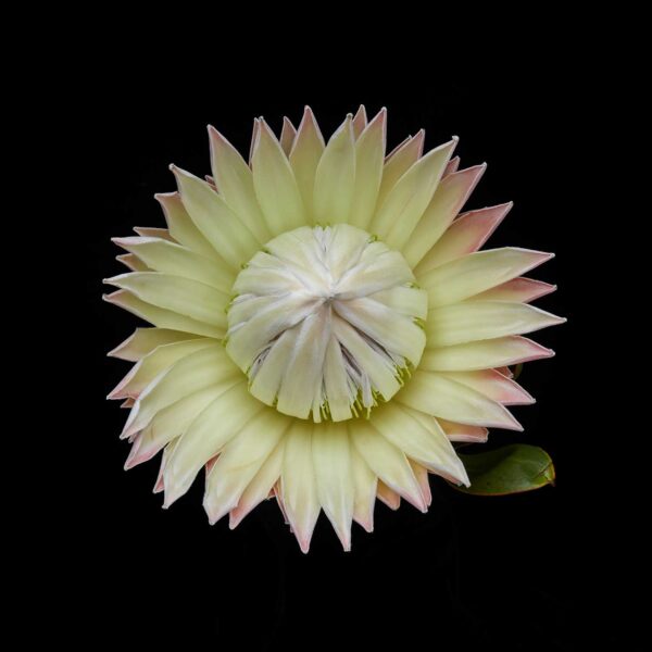 BOTANICA-11