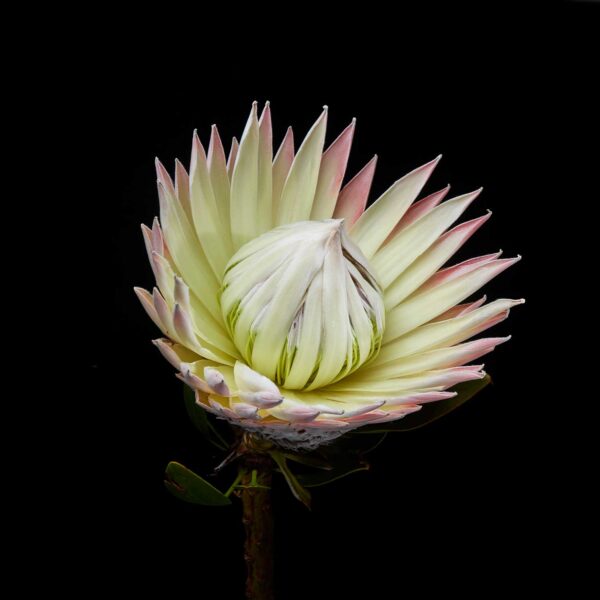 BOTANICA-12