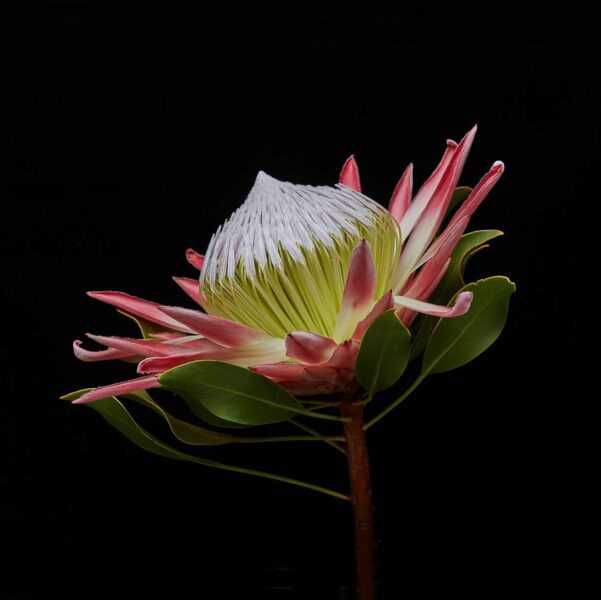 BOTANICA-15