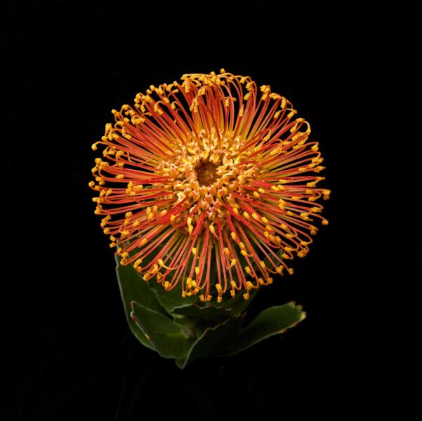 BOTANICA-17