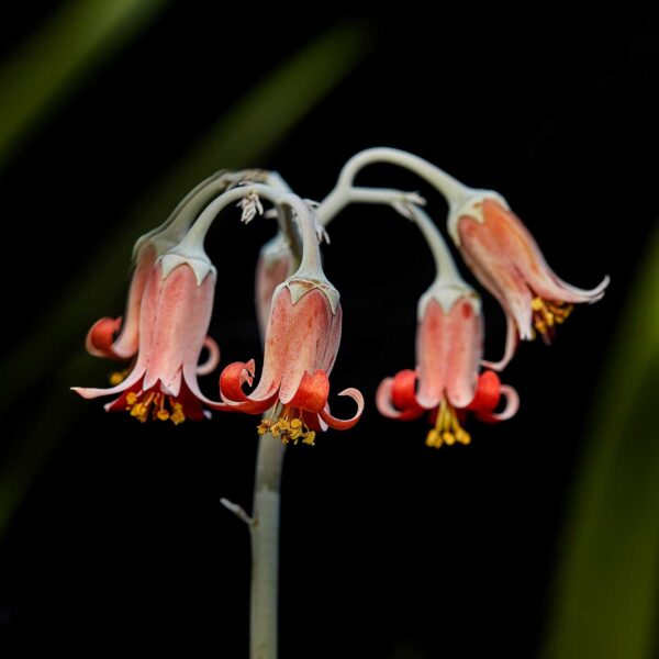 BOTANICA-19