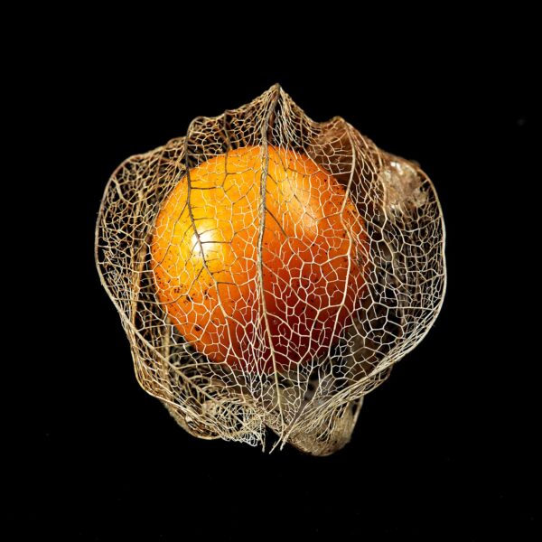 BOTANICA-21