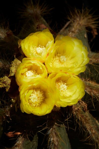 BOTANICA-23