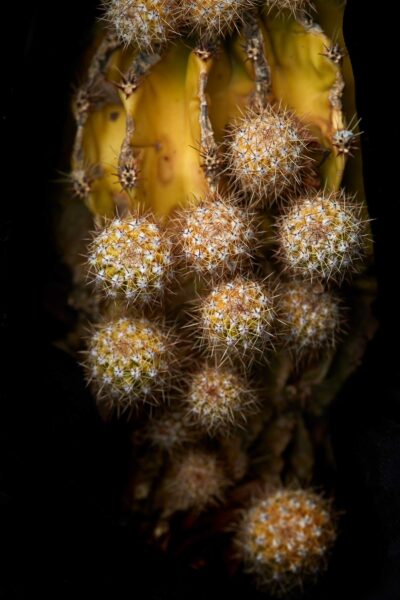 BOTANICA-24
