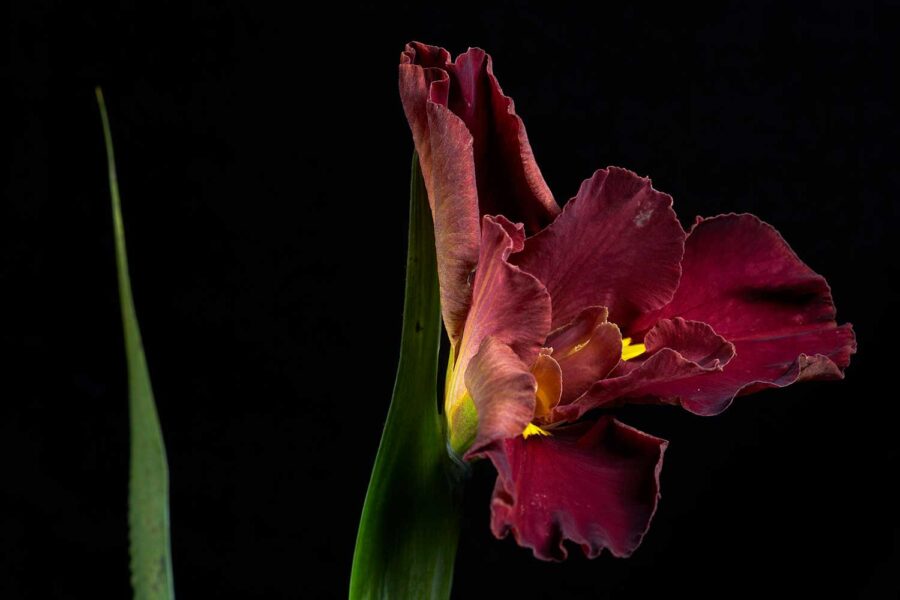 BOTANICA-26