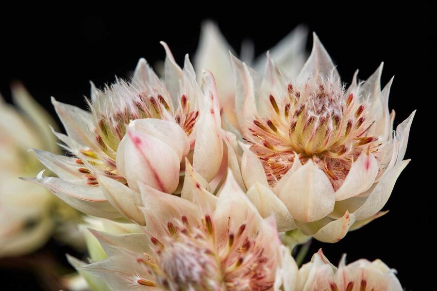 BOTANICA-28
