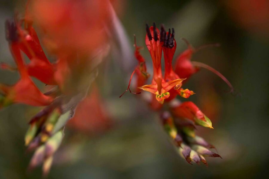 BOTANICA-33