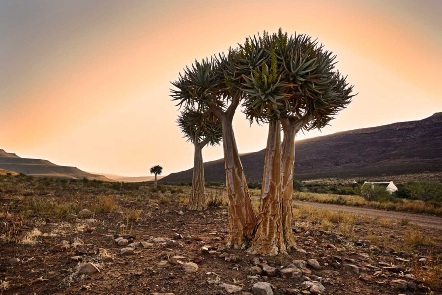 Cederberg-49