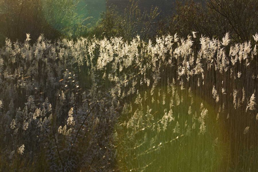 Landscape-20