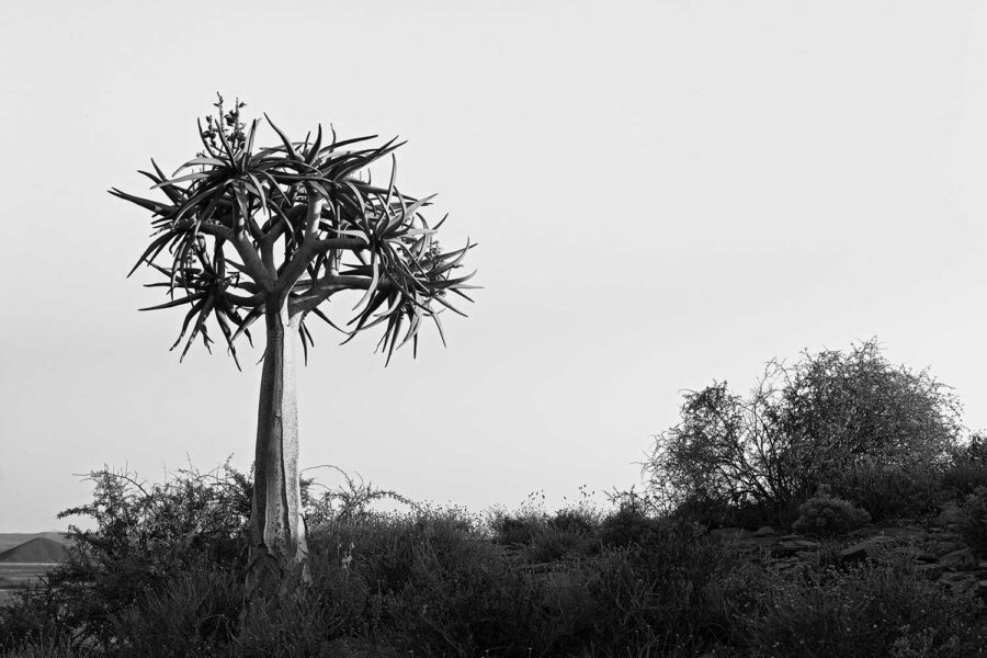 MONOCHROME-24
