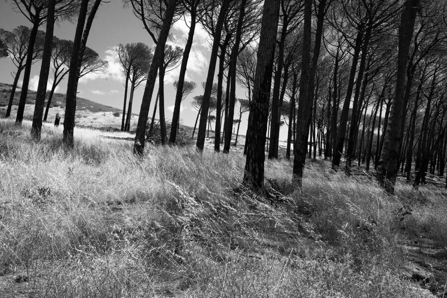 MONOCHROME-60