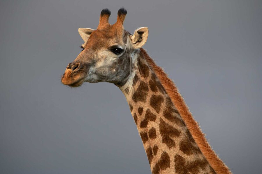 WILDLIFE-01