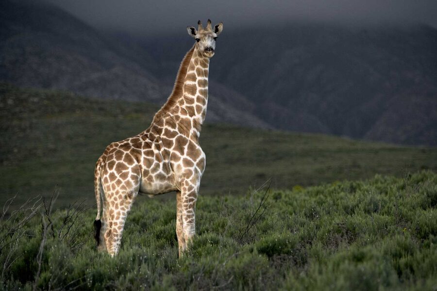 WILDLIFE-02