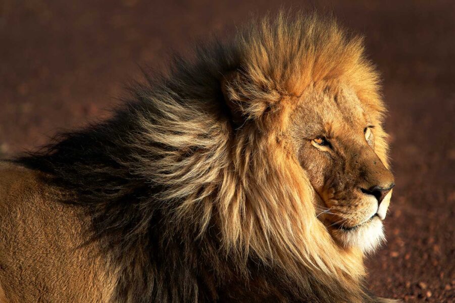 WILDLIFE-05