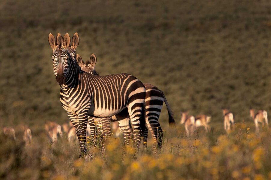 WILDLIFE-06