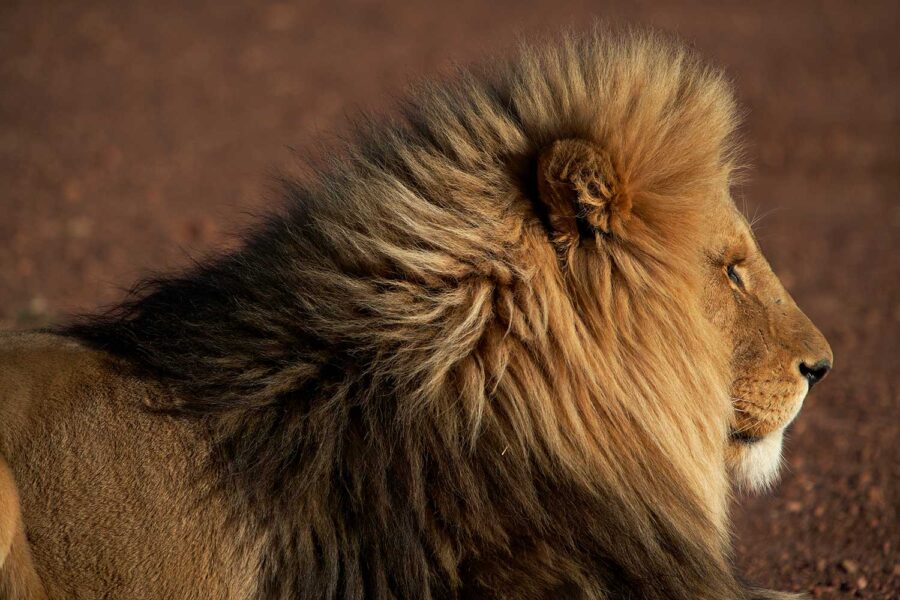 WILDLIFE-08