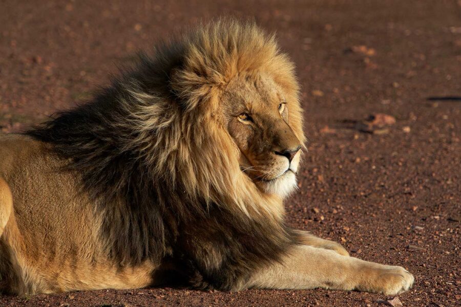 WILDLIFE-09