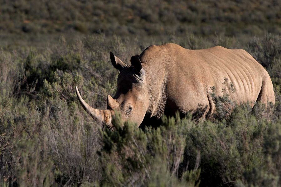 WILDLIFE-10