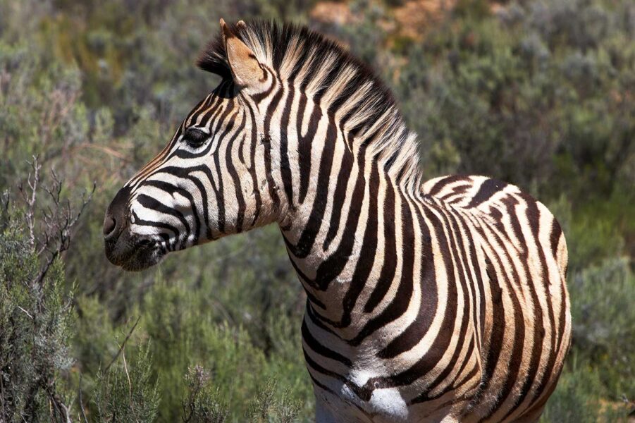 WILDLIFE-11-