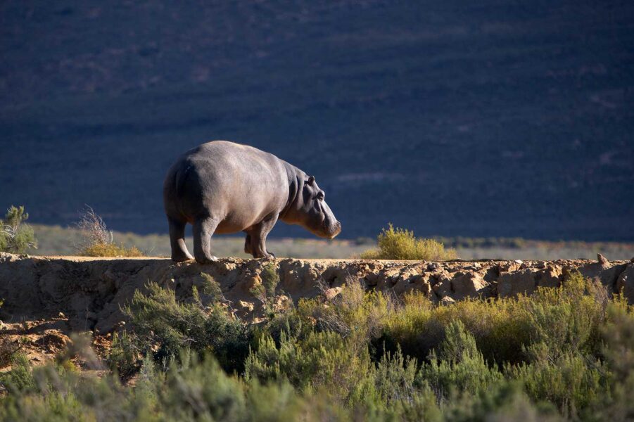 WILDLIFE-13