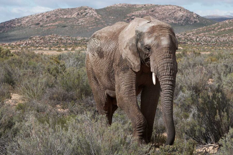 WILDLIFE-15