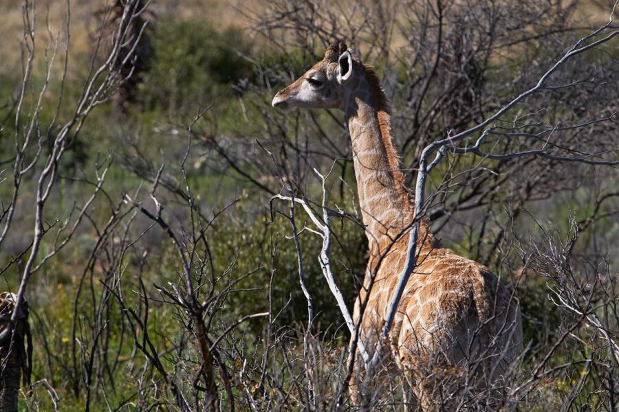 WILDLIFE-17