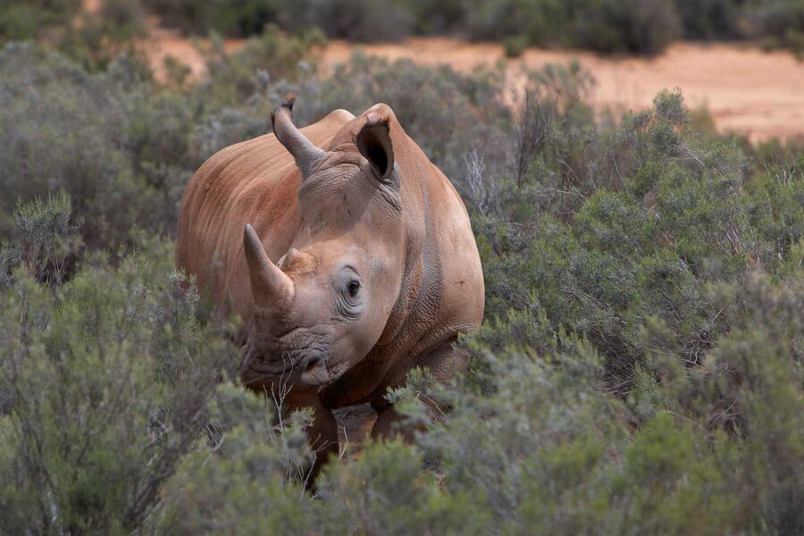WILDLIFE-19