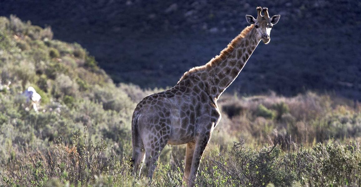 WILDLIFE-23