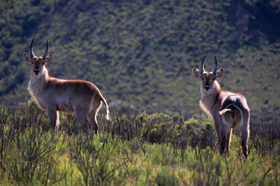 WILDLIFE-25