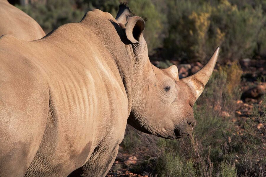 WILDLIFE-26
