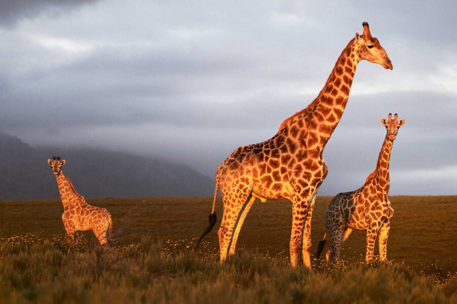 WILDLIFE-30