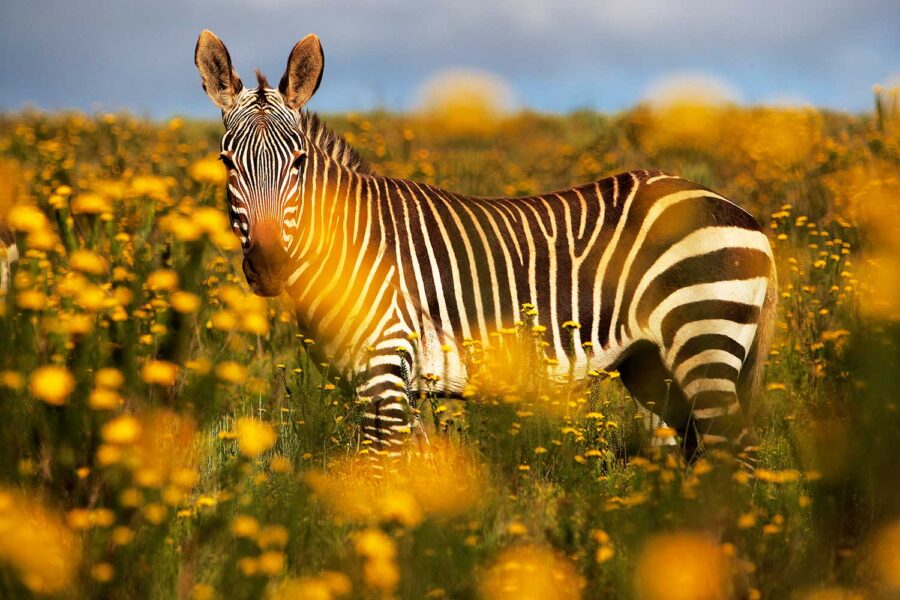 WILDLIFE-31-