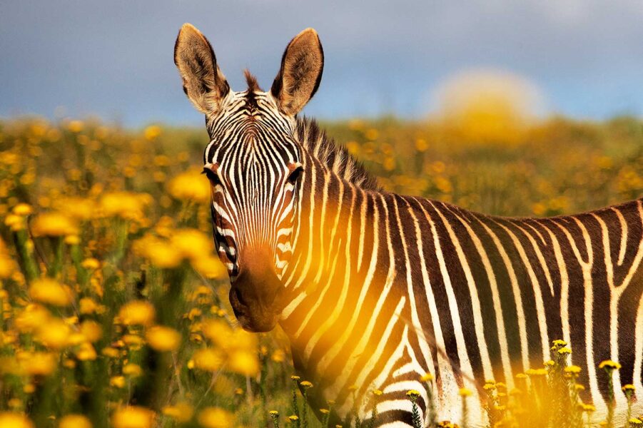 WILDLIFE-32-