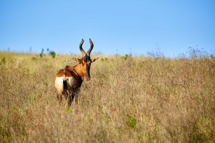 WILDLIFE-36-